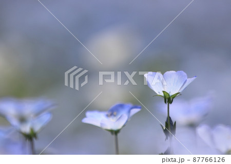 ネモフィラ畑 87766126