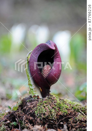 ザゼンソウ・サトイモ科・紫の花縦アップ 87766216