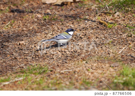 シジュウカラ 87766506