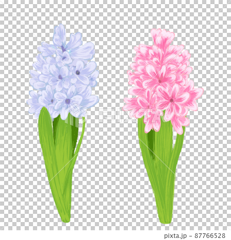 風信子手繪插畫(淺紫色、粉色) 風信子手繪插畫(淺紫色、粉色) 87766528