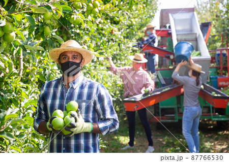 Male owner in protective mask of citrus farm gathering harvest of apples Male owner in protective mask of citrus farm gathering harvest of apples 87766530