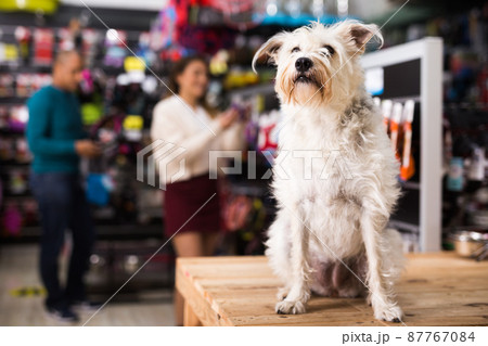Portrait of dog near different variation of goods for animals in pet store Portrait of dog near different variation of goods for animals in pet store 87767084