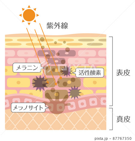 肌の構造/皮膚の構造_紫外線 肌の構造/皮膚の構造_紫外線 87767350