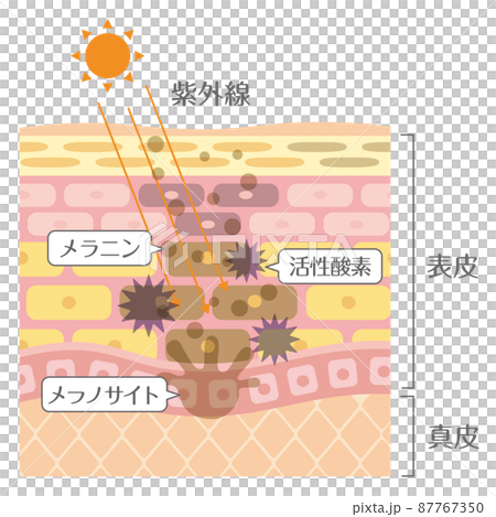 Skin Structure/Skin Structure_UV Skin Structure/Skin Structure_UV 87767350