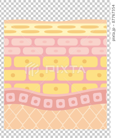 皮膚結構/皮膚結構 87767354