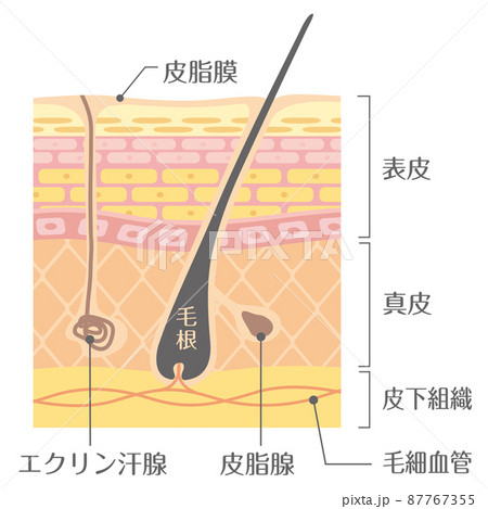 肌の構造/皮膚の構造 肌の構造/皮膚の構造 87767355