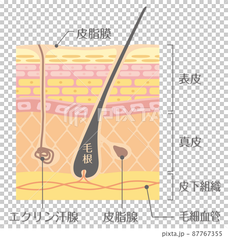 肌の構造/皮膚の構造 肌の構造/皮膚の構造 87767355