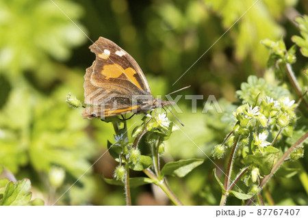 テングチョウ 87767407