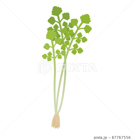せりのイラスト 87767556