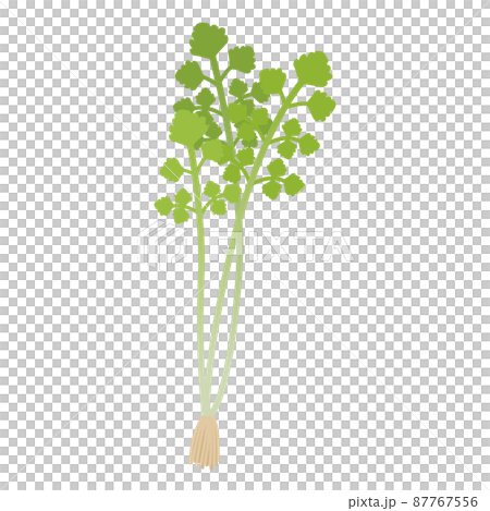 せりのイラスト 87767556