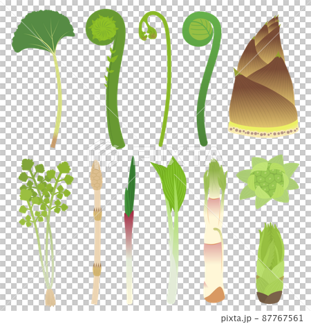 Wild vegetable illustration set 87767561