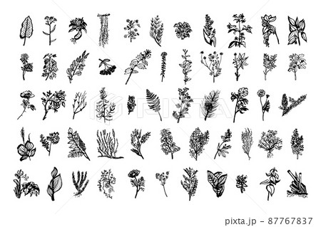 Collection of monochrome illustrations of medicinal plants in sketch style. Hand drawings in art ink style. Black and white graphics. 87767837