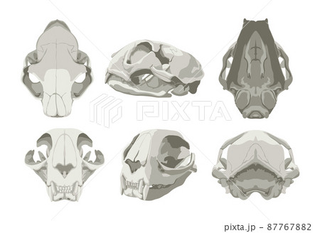 Illustrations of a cat's skull in various projections. Realistic style. Illustrations of a cat's skull in various projections. Realistic style. 87767882