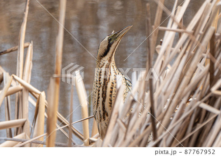 【野鳥】サンカノゴイ【山家五位】 87767952