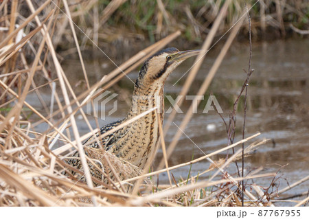 【野鳥】サンカノゴイ【山家五位】 87767955