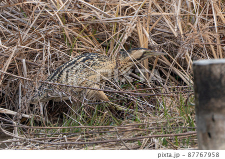【野鳥】サンカノゴイ【山家五位】 87767958