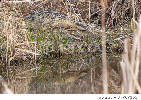 【野鳥】サンカノゴイ【山家五位】 87767965