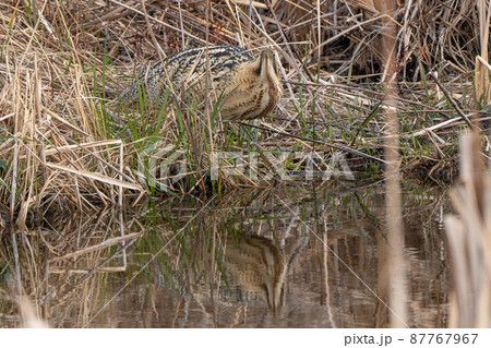 【野鳥】サンカノゴイ【山家五位】 87767967