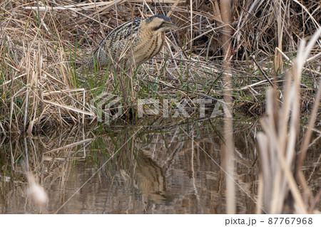 【野鳥】サンカノゴイ【山家五位】 87767968