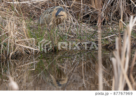 【野鳥】サンカノゴイ【山家五位】 87767969