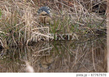 【野鳥】サンカノゴイ【山家五位】 87767970