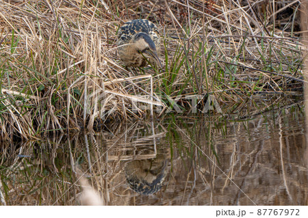 【野鳥】サンカノゴイ【山家五位】 87767972