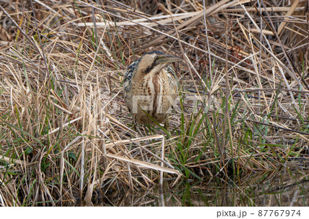 【野鳥】サンカノゴイ【山家五位】 87767974