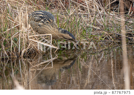 【野鳥】サンカノゴイ【山家五位】 87767975
