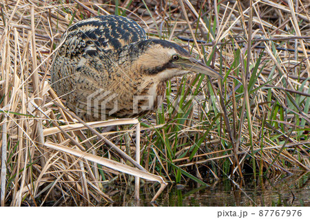 【野鳥】サンカノゴイ【山家五位】 87767976