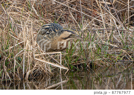 【野鳥】サンカノゴイ【山家五位】 87767977