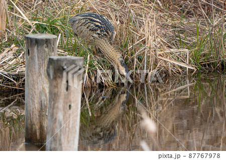 【野鳥】サンカノゴイ【山家五位】 87767978