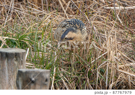 【野鳥】サンカノゴイ【山家五位】 87767979