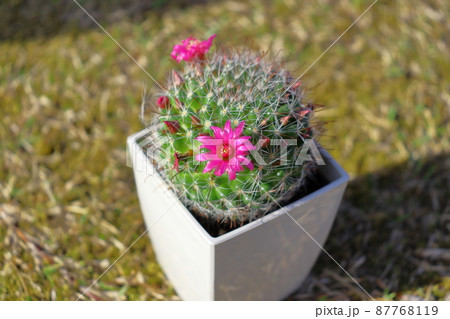 サボテン 月影丸 花の写真素材