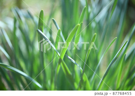 水仙の若葉 87768455