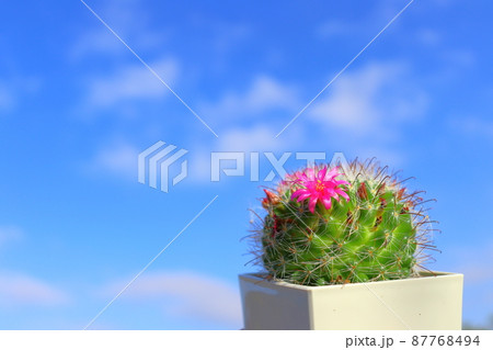 サボテン 月影丸 花 青空の写真素材