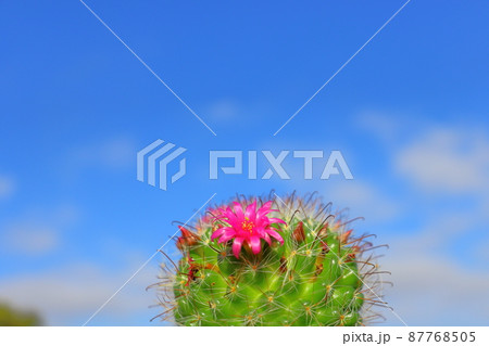 サボテン 月影丸 花 青空 サボテン 月影丸 花 青空 87768505
