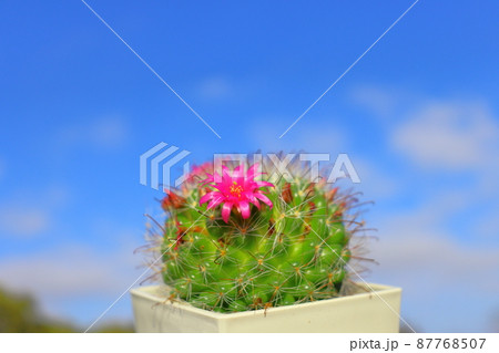 サボテン 月影丸 花 青空 サボテン 月影丸 花 青空 87768507