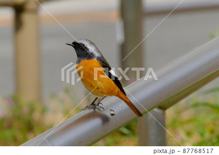 堂島川沿いで遊ぶジョウビタキ 87768517