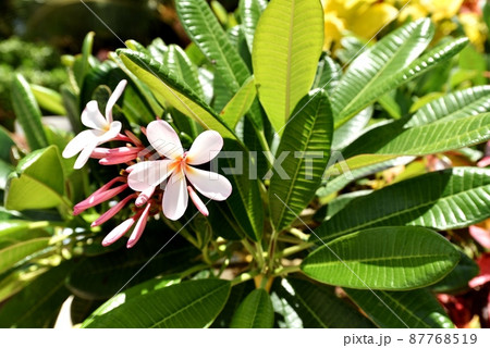 ハワイの休日 87768519