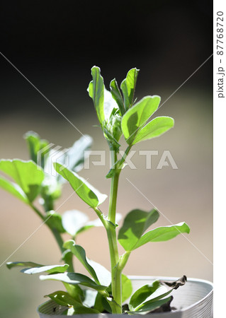 そら豆の苗 87768720