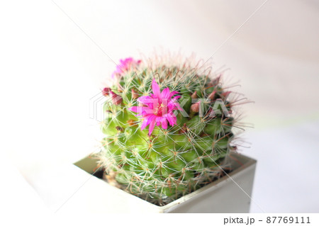 サボテン 月影丸 花 サボテン 月影丸 花 87769111