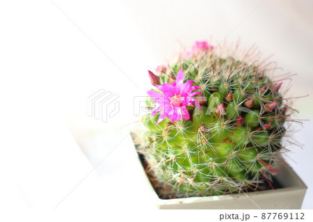 サボテン　月影丸　花 87769112