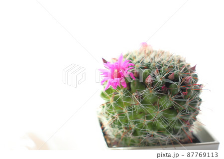 サボテン 月影丸 花 サボテン 月影丸 花 87769113