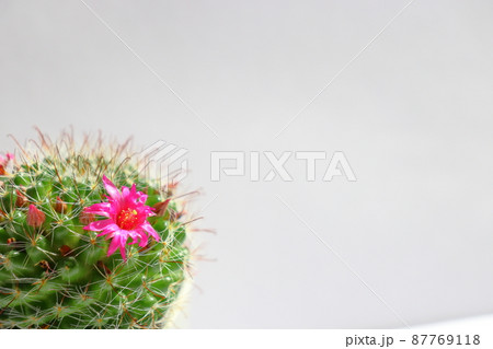 サボテン 月影丸 花 サボテン 月影丸 花 87769118