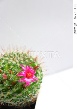 サボテン 月影丸 花 サボテン 月影丸 花 87769120