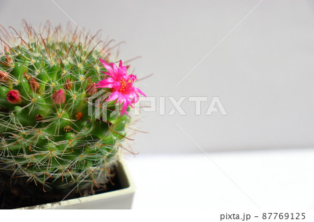 サボテン 月影丸 花 サボテン 月影丸 花 87769125