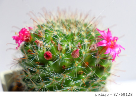 サボテン　月影丸　花 87769128