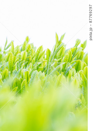 新茶 新茶 87769297