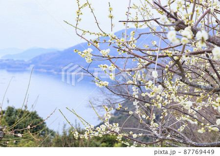 満開の世界の梅公園　 87769449