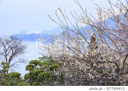 満開の世界の梅公園　 87769453
